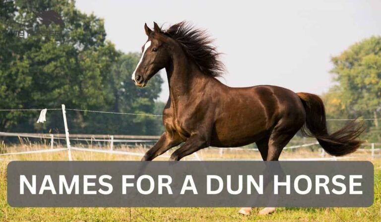 names for a dun horse