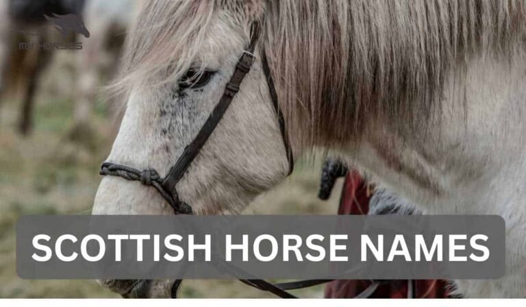 scottish horse names