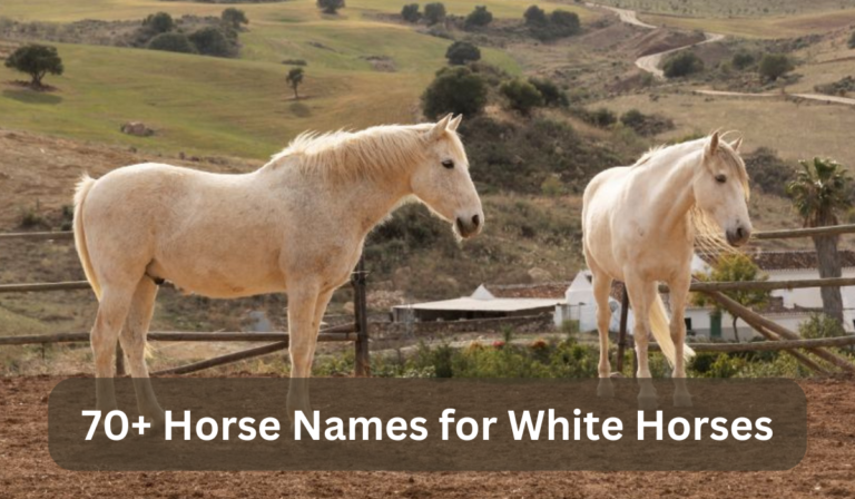 70+ Horse Names for White Horses