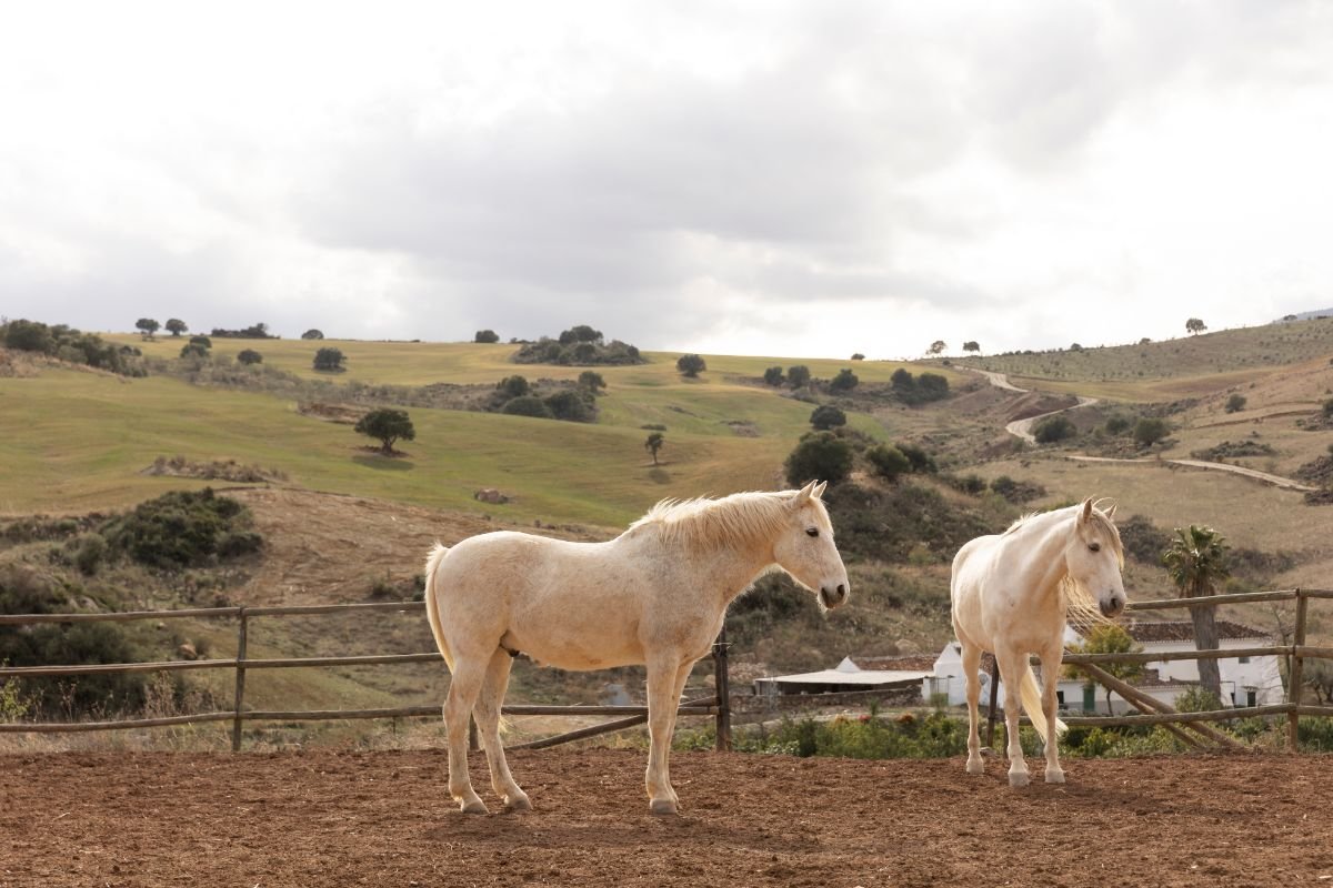 70+ Horse Names for White Horses