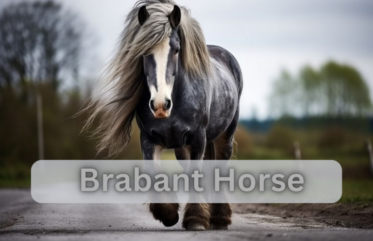 Brabant Horse