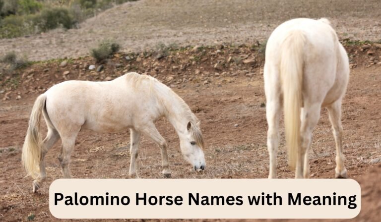 Palomino Horse Names with Meaning