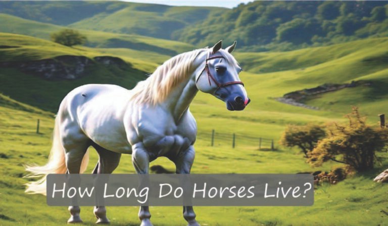 How Long Do Horses Live?