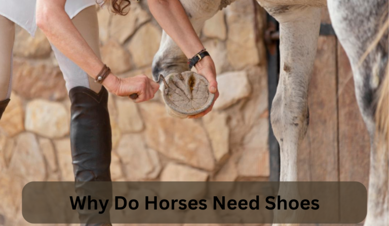 Why Do Horses Need Shoes