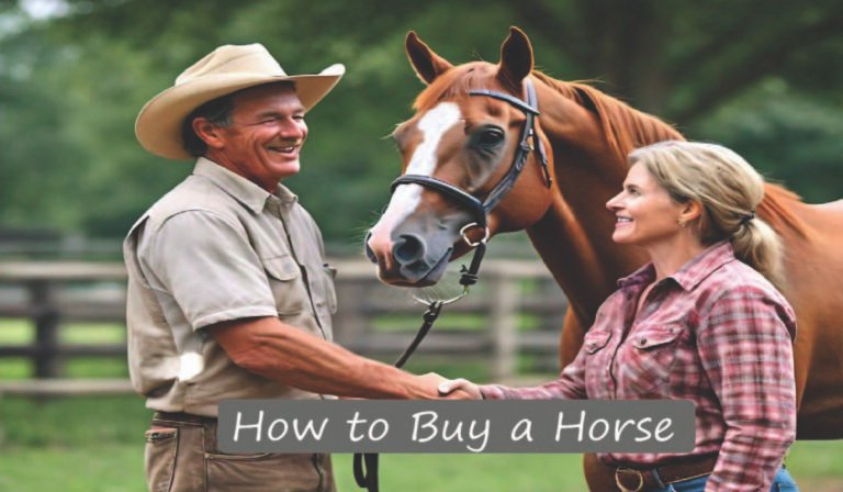 How to Buy a Horse: A Comprehensive Guide for Beginners