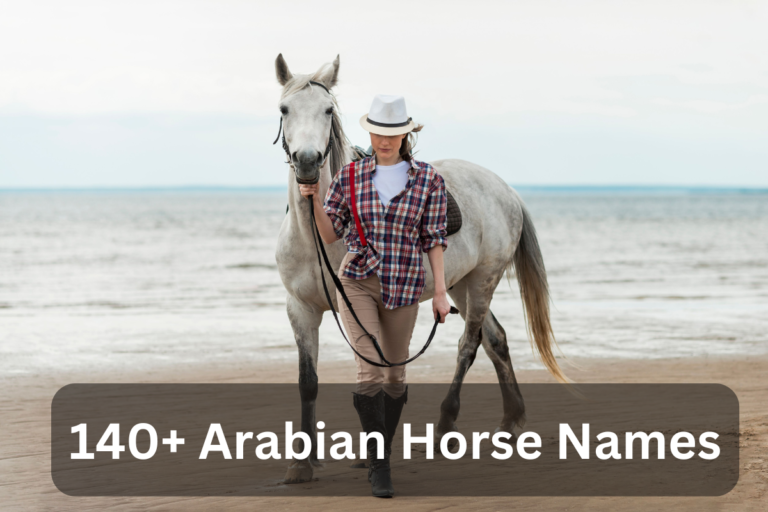 Arabian horses