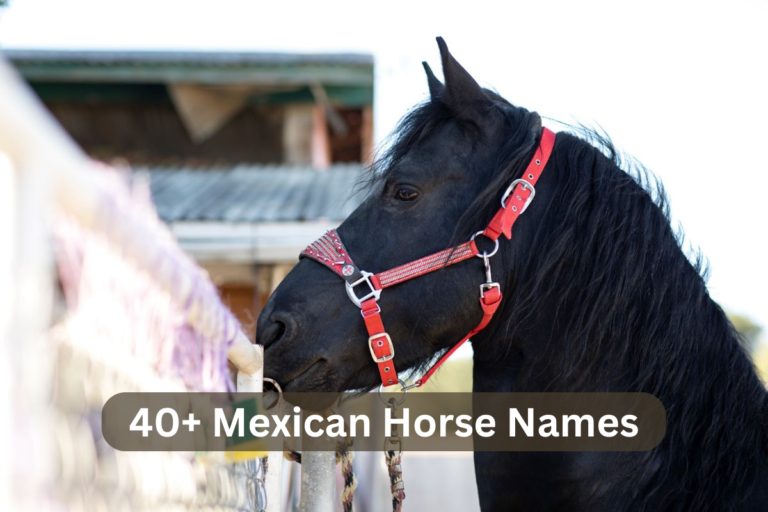 40+ Mexican Horse Names