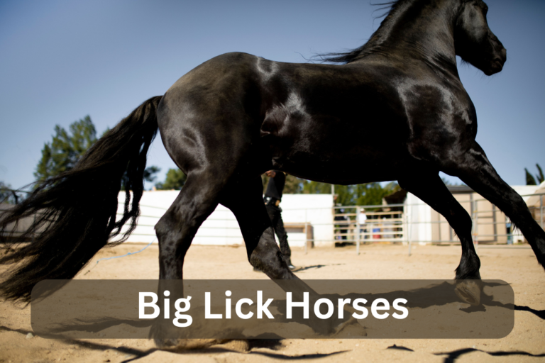 Big Lick Horses