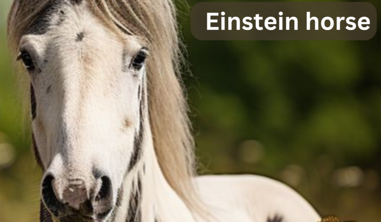 Einstein horse