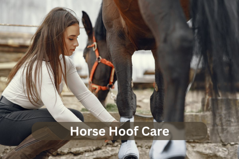 Horse Hoof Care