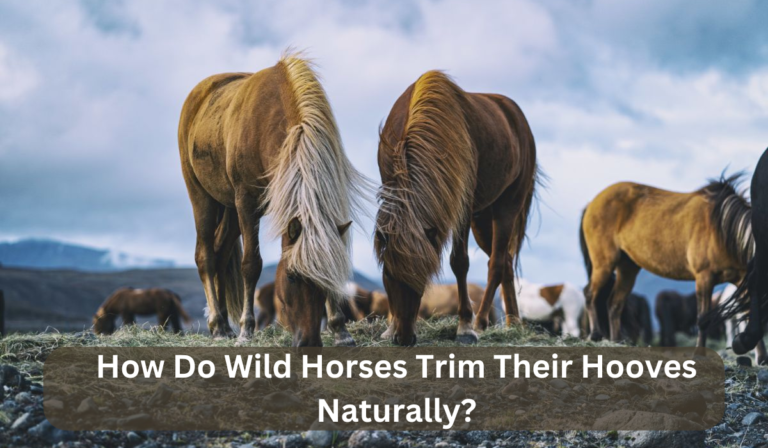 How Do Wild Horses Trim Their Hooves Naturally