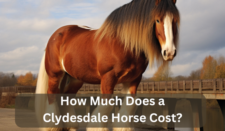 How Much Does a Clydesdale Horse Cost