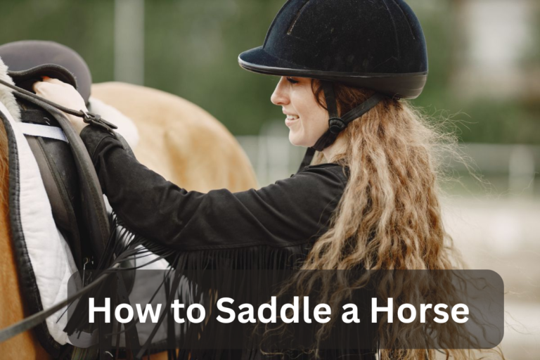 How to Saddle a Horse