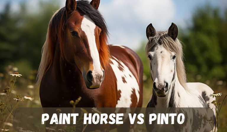 Paint horse vs Pinto