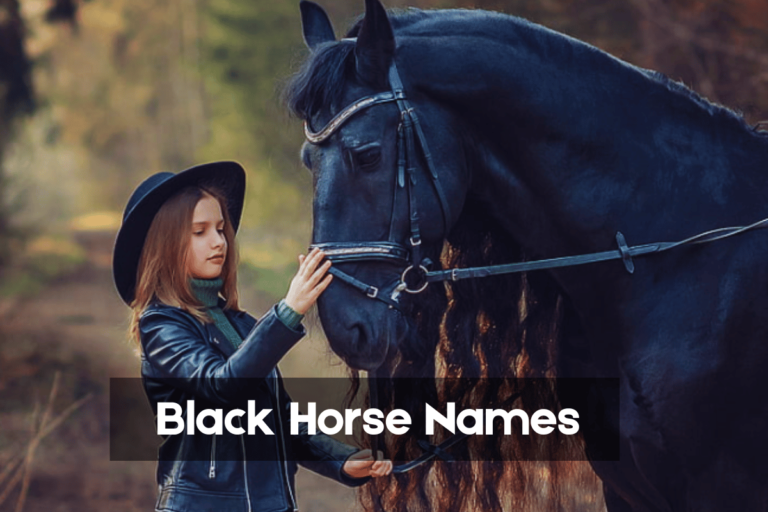 Black Horse Names